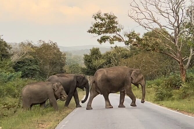 2 Day Bandipur Safari and Mysore Palace Tour - Key points to know before booking