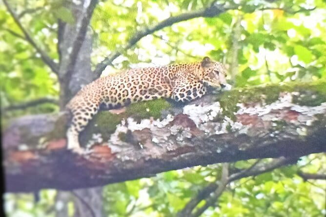 2 Day Bandipur Safari and Mysore Palace Tour - The afternoon jeep safari at 3:30 p.m.