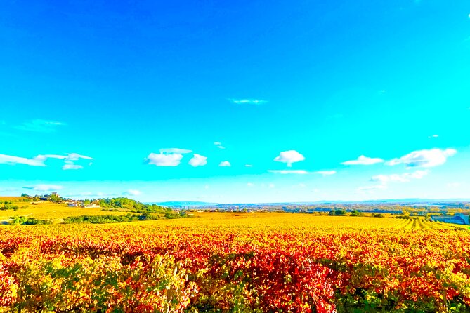 3 hours of Tour in the Wines of Châteauneuf-du-Pape - Who will enjoy this Châteauneuf-du-Pape outing?