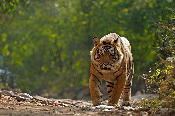 5 Day Private Tour of Tigers, Taj Mahal and Palaces from Cochin - Why this Kochi to Mumbai route works for cruise passengers