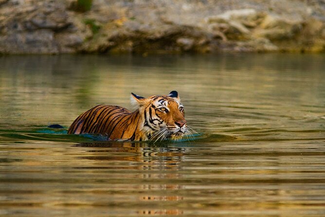 5 Day Private Tour of Tigers, Taj Mahal and Palaces from Cochin - Day 3: Sunrise at the Taj Mahal and the road to Ranthambore