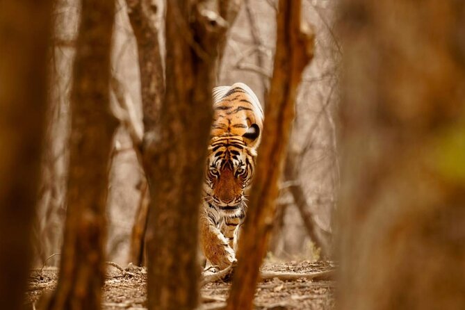 5 Day Private Tour of Tigers, Taj Mahal and Palaces from Cochin - Day 4: Two safari drives in Ranthambore