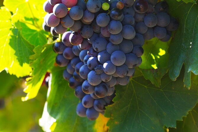 8 Hours Group Tour in Châteauneuf du Pape - Lunch in the village, with about €35 extra