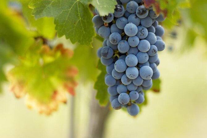 A day in Saint-Émilion and its Châteaux in a private tour (Van Luxe) - A full day from Bordeaux into wine country