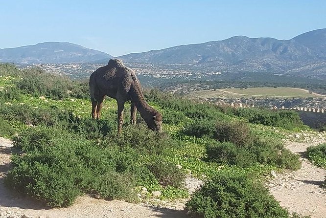 Agadir city tour from riu palace tikida taghazout - Couscous as your guide