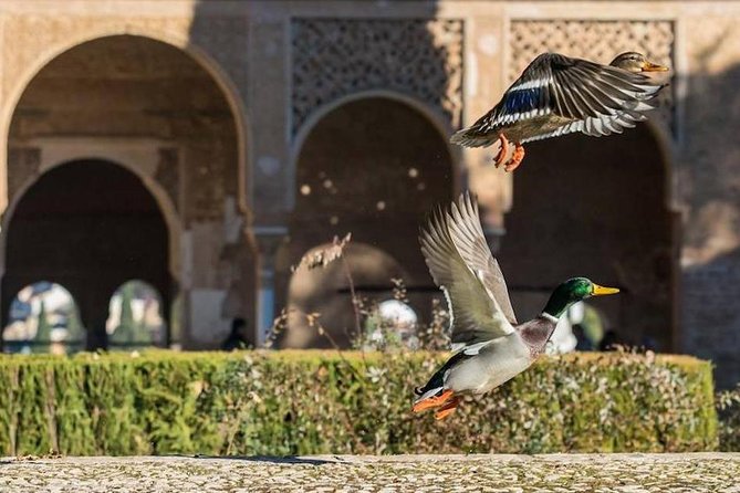 Alhambra Private/Small Group Tour & Nasrid Palaces Skip the Line - Generalife Gardens are more than a final photo stop