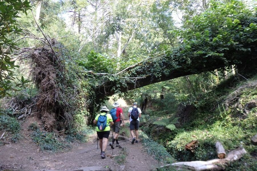 An adventure through the Forest and Palace of Bussaco - Coim - Who will enjoy this Bussaco outing