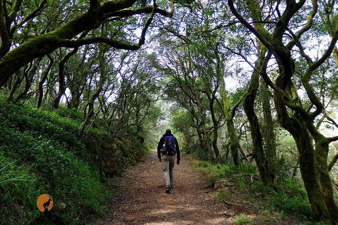 An adventure through the Forest and Palace of Bussaco - Coimbra - Is $90.11 a fair price?