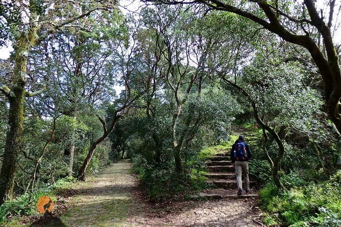An adventure through the Forest and Palace of Bussaco - Coimbra - Walking through the Mata Nacional do Buçaco