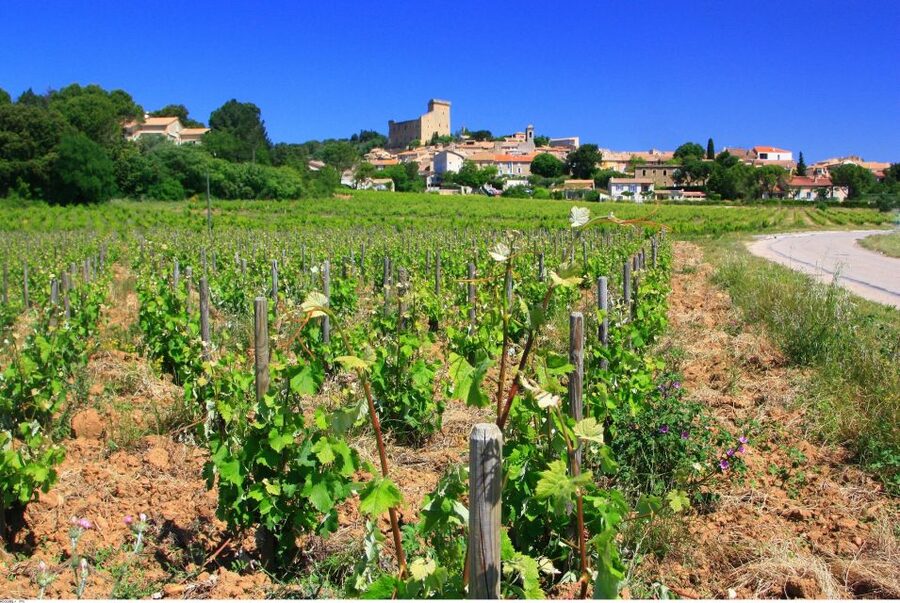 Avignon: Full-Day Wine Tour around Châteauneuf-du-Pape - Key points at a glance