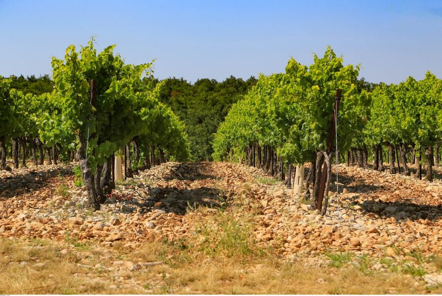 Avignon: Full-Day Wine Tour around Châteauneuf-du-Pape - Who will enjoy this tour most?