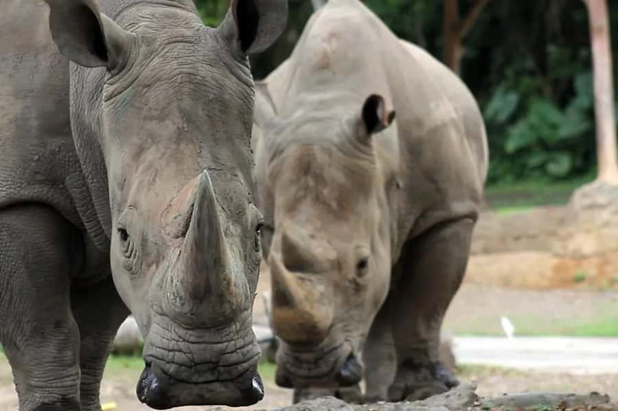 Bali: Safari Zoo and Ubud Palace and Market Day Tour - A full day built around two very different Bali stops