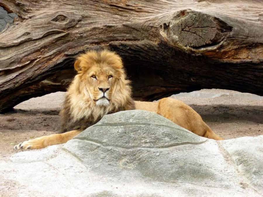 Bali: Safari Zoo and Ubud Palace and Market Day Tour - Ubud Palace and its royal setting