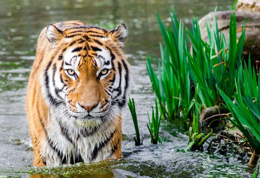 Bali: Safari Zoo and Ubud Palace and Market Day Tour - What the safari portion means for families