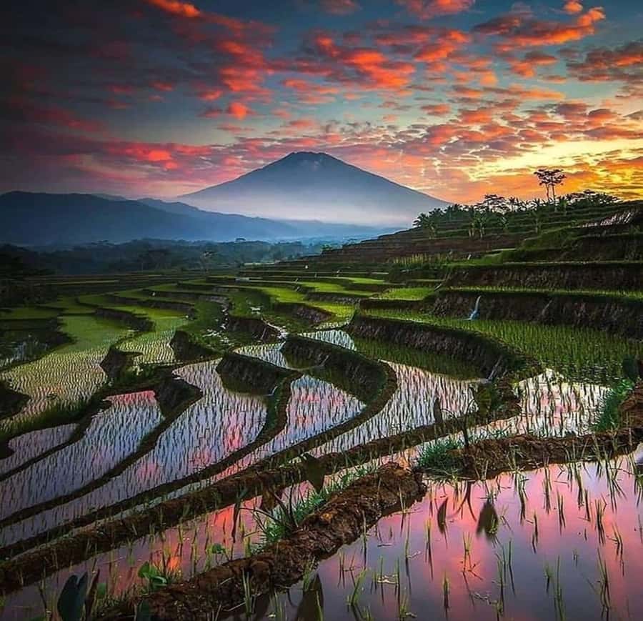 Bali: Trip to Tirta Gangga Palace and Tukad Cepung Waterfall - Abian Desa Rice Terrace at day’s end