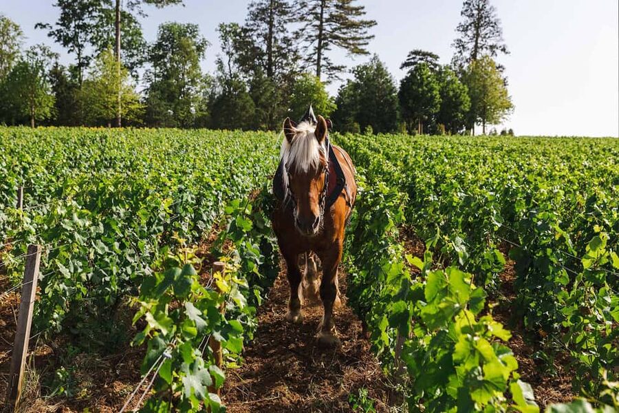 Beaune: Wine Tasting at Château de Pommard - What the Burgundy introduction covers