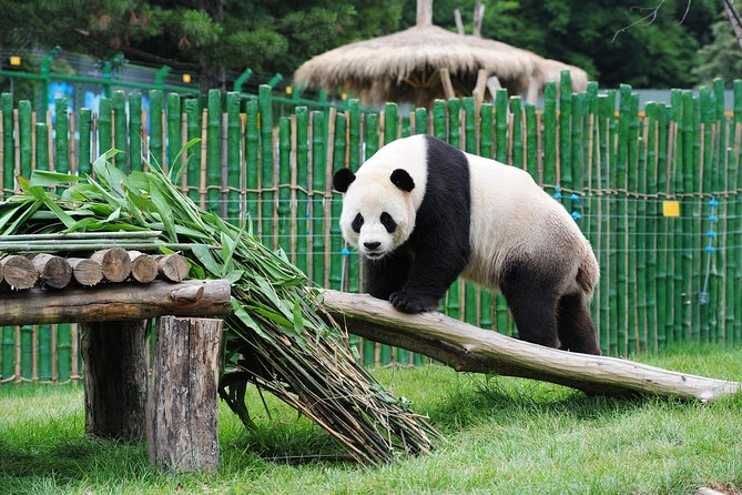 Beijing Historical Tour II including Summer Palace, Lama Temple & Panda Garden - Yonghe Temple and the 18-meter Buddha