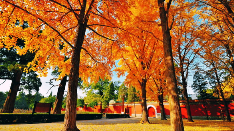 Beijing: JingShan park (palace museum garden) entry ticket - Wanchun Pavilion and the Forbidden City view