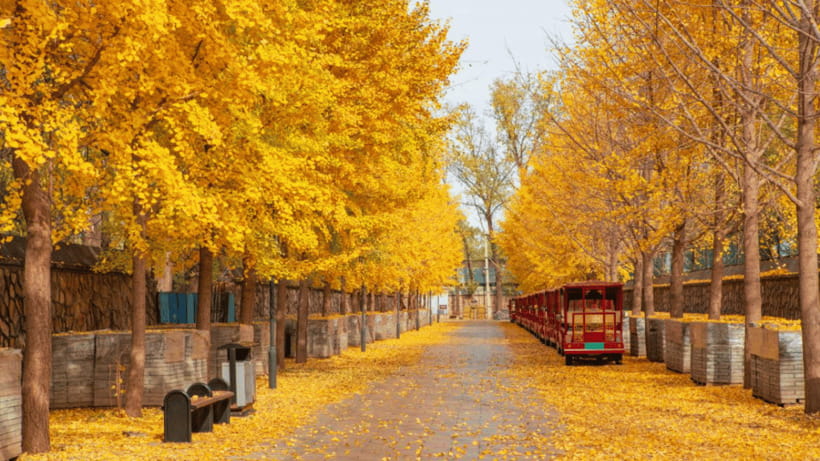 Beijing: Old Summer Palace Ruins Park Admission Ticket - Booking details that can save trouble