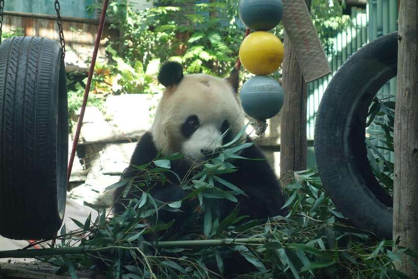 Beijing Private Tour: Summer Palace, Panda House and Options - Adding the Great Wall, Temple of Heaven, or Ming Tombs