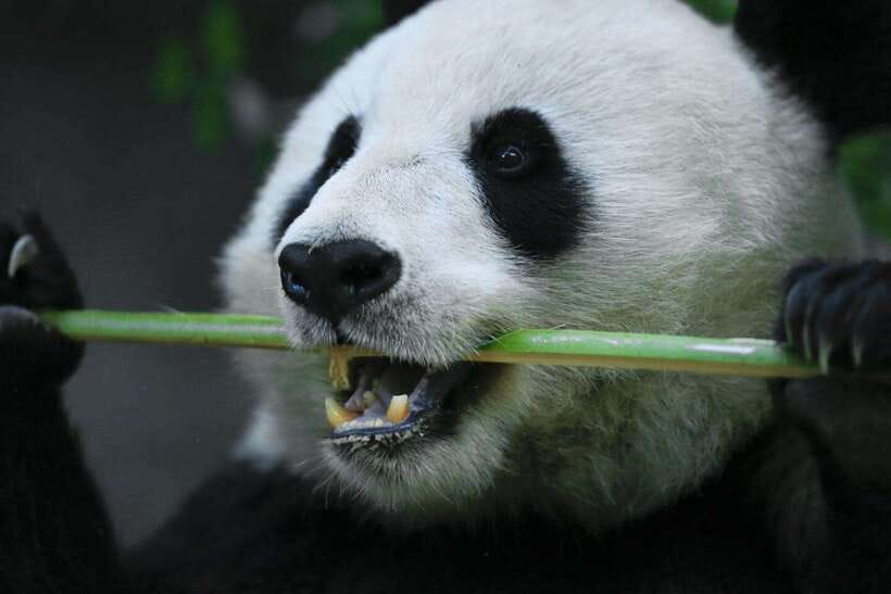 Beijing Private Tour: Summer Palace, Panda House and Options - What the guides add to the day