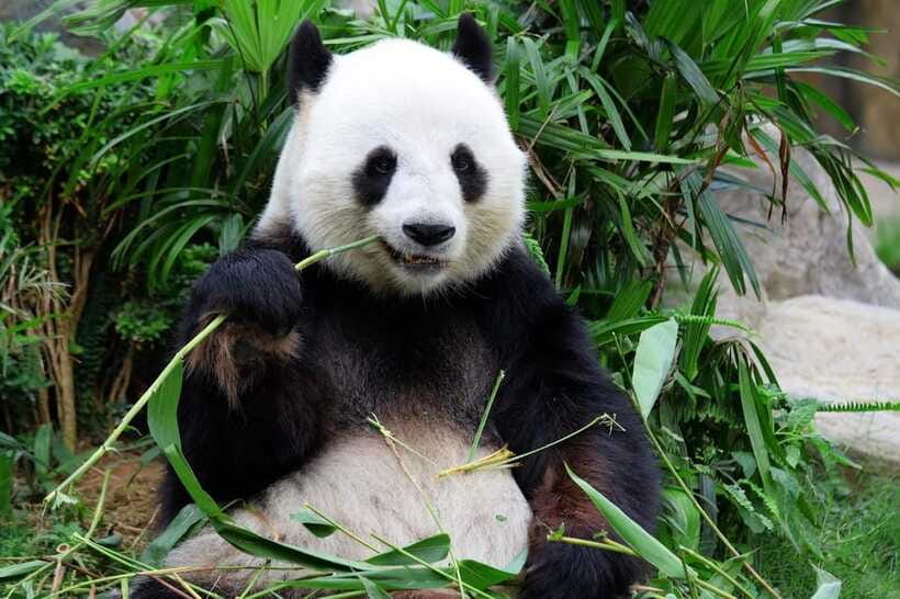 Beijing Private Tour: Summer Palace, Panda House and Options - Is $52 good value?