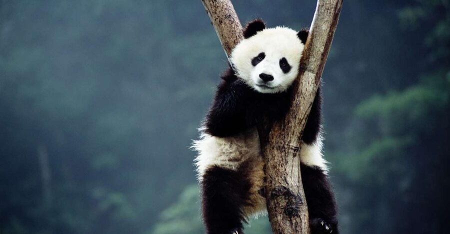 Beijing: Temple of Heaven, Panda House & Summer Palace Tour - Summer Palace: Royal Escape Beside Kunming Lake