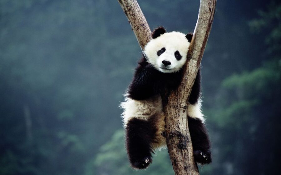 Beijing: Temple of Heaven, Panda House & Summer Palace Tour - Who Will Get the Most From This Tour?