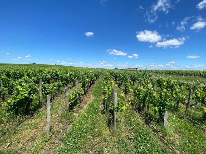 Bordeaux: Saint Emilion Village with Chateaus & Wine Tasting - Five to six wines, plus cheese