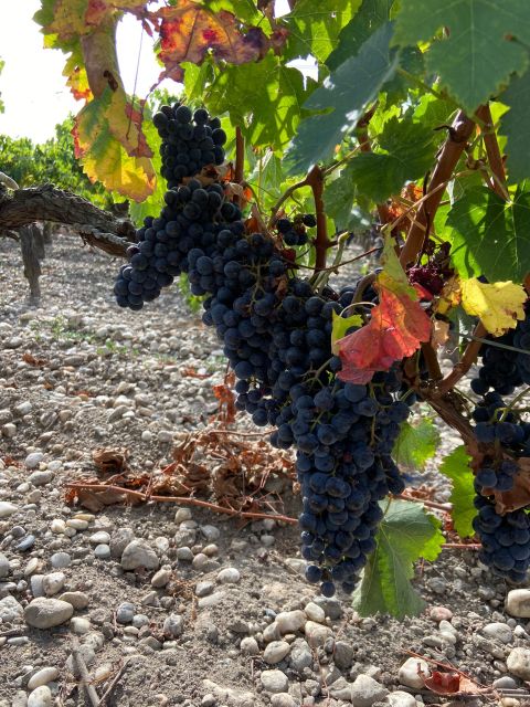 Bordeaux: Saint Emilion Village with Chateaus & Wine Tasting - Seeing Saint-Émilion from above