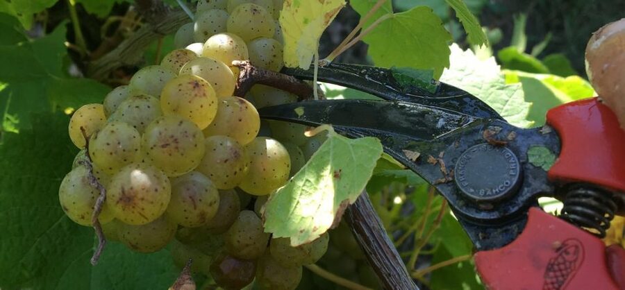 Château du Bois-Huaut: Cellar Tour and Wine Tasting Class - Start with the vineyard walk