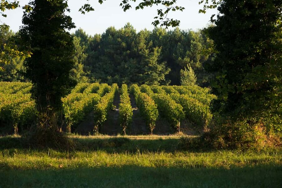 Château Olivier: One Hour Vineyard Tour with Wine Tasting - What the environmental program means for your visit
