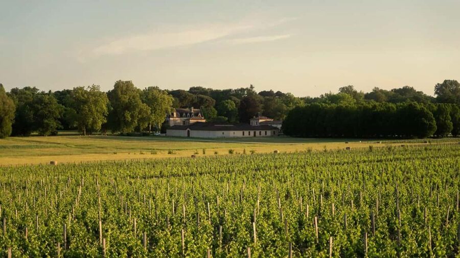 Château Olivier: One Hour Vineyard Tour with Wine Tasting - The guide makes the short visit work