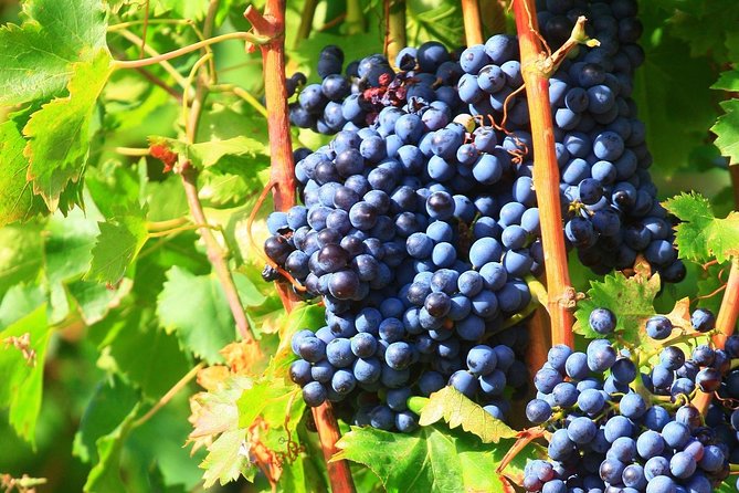 Châteauneuf du Pape Wine Day Tasting Tour including Lunch from Avignon - What your guide adds to the day