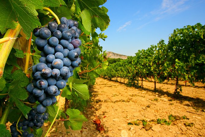 Châteauneuf du Pape Wine Day Tasting Tour including Lunch from Avignon - Three tastings, three different personalities