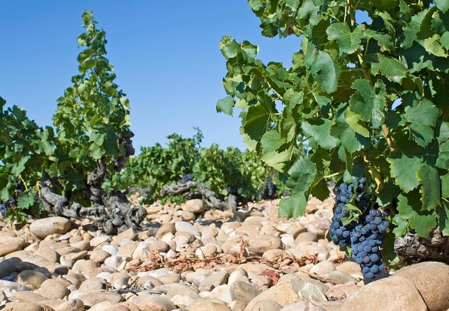 Chateauneuf du Pape wine tour - Key points before you book