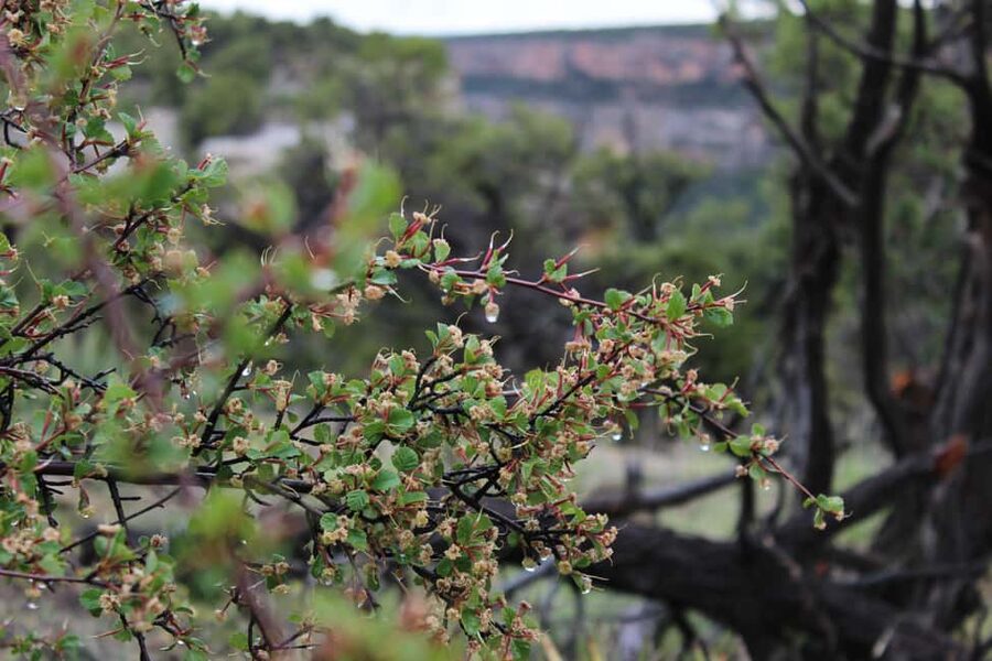 Durango: Mesa Verde National Park, Cliff Palace Tour w/Lunch - Who Should Book This Tour