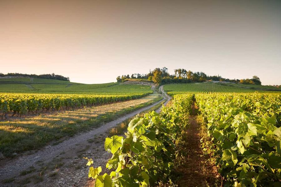 Electric scooter getaway and tasting at Château de Chamirey - Vineyard paths, village views, and seasonal light