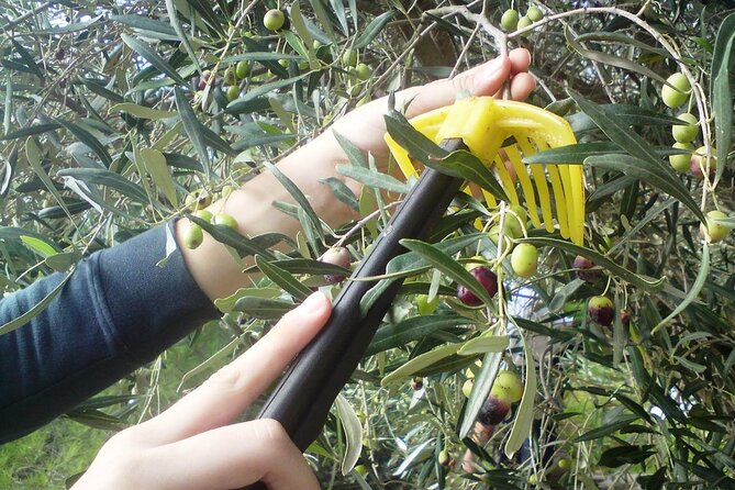 Experience of Olive Oil Tasting Crete , Visit the Knossos Palace - What guide support adds