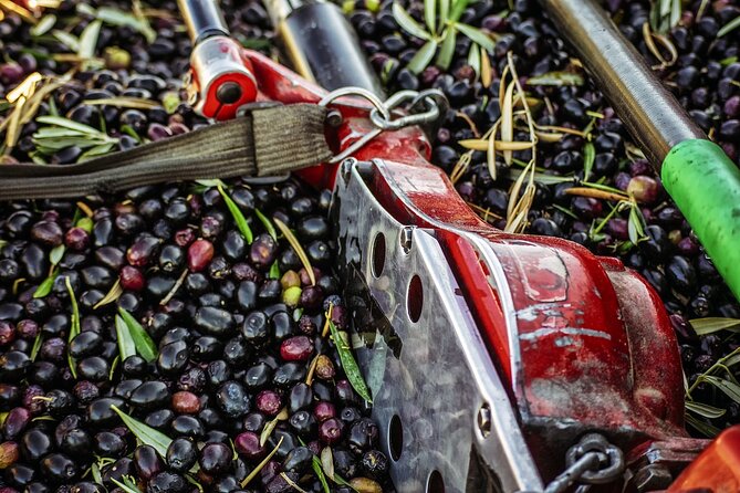 Experience of Olive Oil Tasting Crete , Visit the Knossos Palace - Timing from one to four hours
