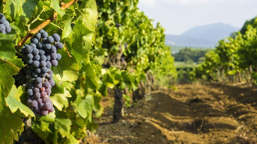 From Aix-en-Provence: Châteauneuf du Pape Wineries Day Trip - Key points to know before you book