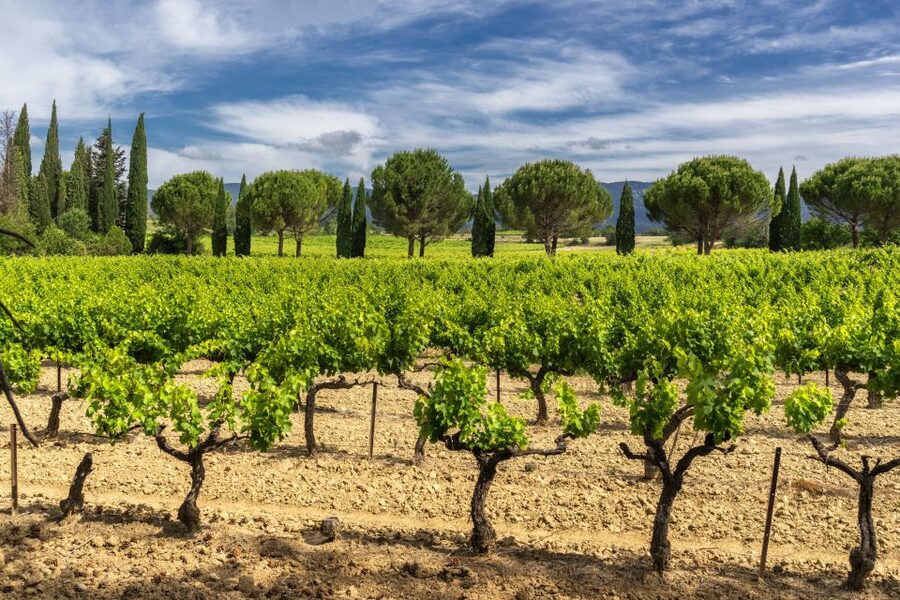 From Aix-en-Provence: Châteauneuf du Pape Wineries Day Trip - The first 75-minute winery visit