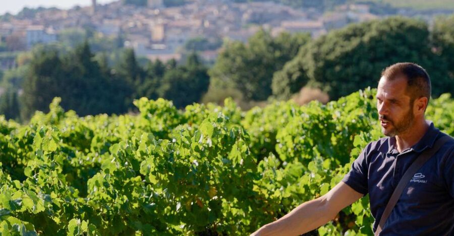 From Avignon: Châteauneuf du Pape Half-Day Wine Tour - The Pope’s summer residence and the Rhône Valley view