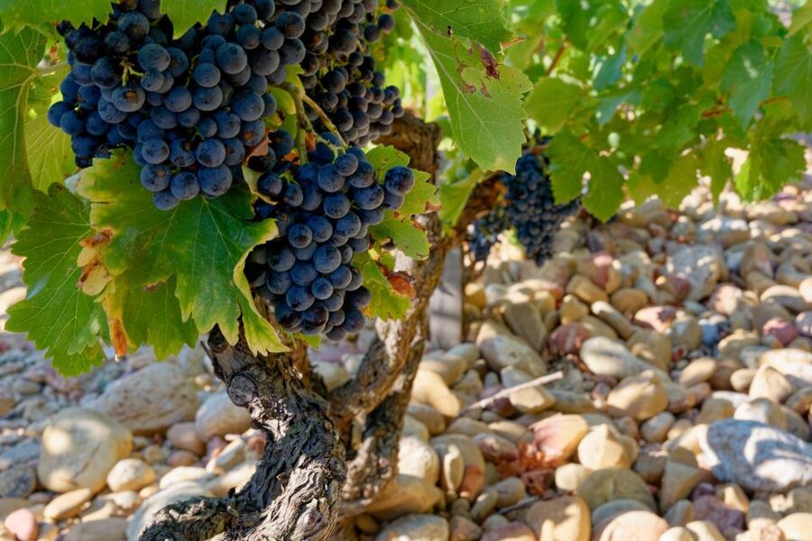 From Avignon: Luberon and Chateauneuf-du-Pape Full-Day Tour - The Pope’s summer residence and the Rhône view