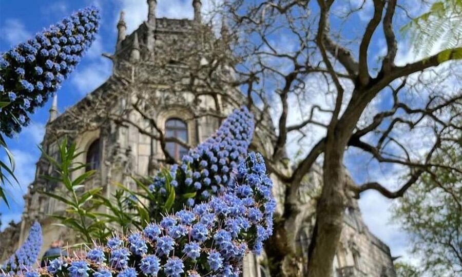 From Lisbon: Sintra, Pena Palace and Regaleira Day Trip - Who should book this Sintra trip?