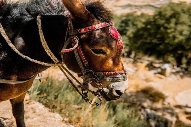 Full-Day/Half-Day Tour : Lasithi Plateau & Knossos Palace - Pottery and the working side of Crete