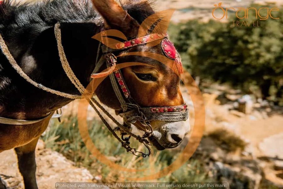 Full-Day Tour:Lasithi Plateau -Mythology Park&Knossos Palace - The first hour can shape the whole day