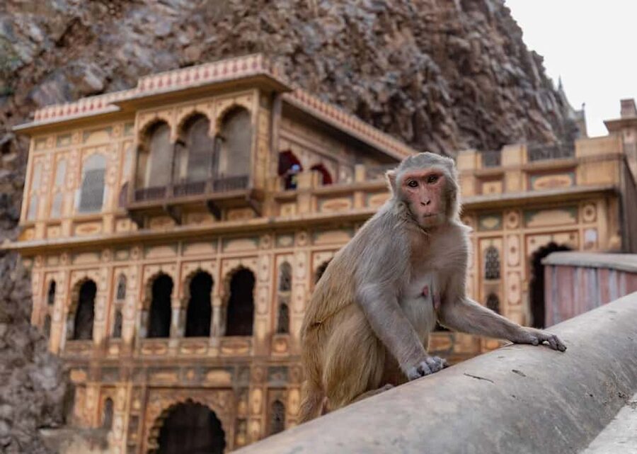 Jaipur: Heritage Forts & Palaces Tour with Monkey Temple - Starting at Amber Fort