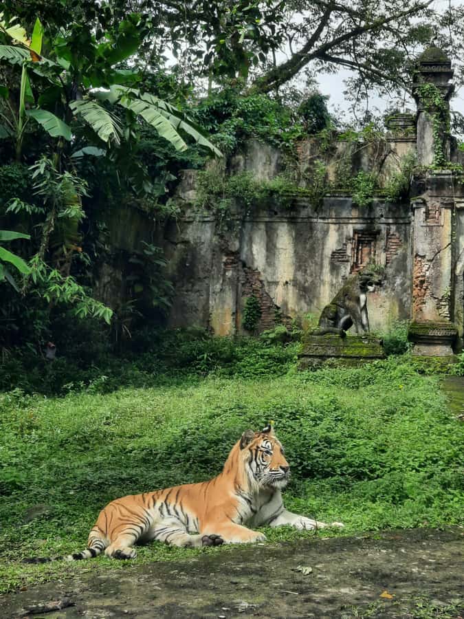 Jakarta : Taman Safari, Panda Palace, and Waterfall - Leaving Jakarta early for the Bogor hills