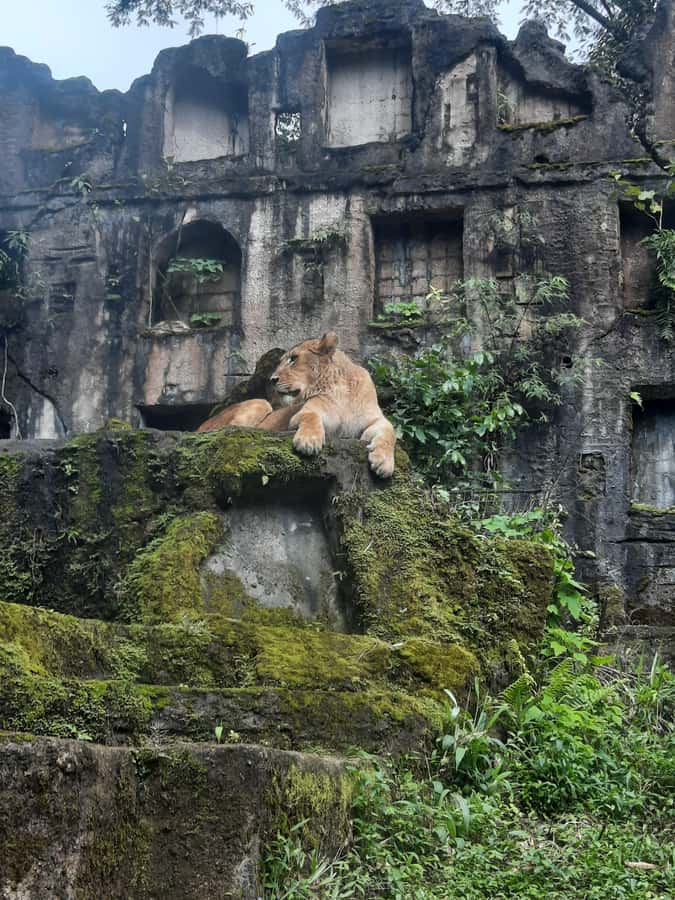 Jakarta : Taman Safari, Panda Palace, and Waterfall - Beyond the drive: baby animals, reptiles, and penguins